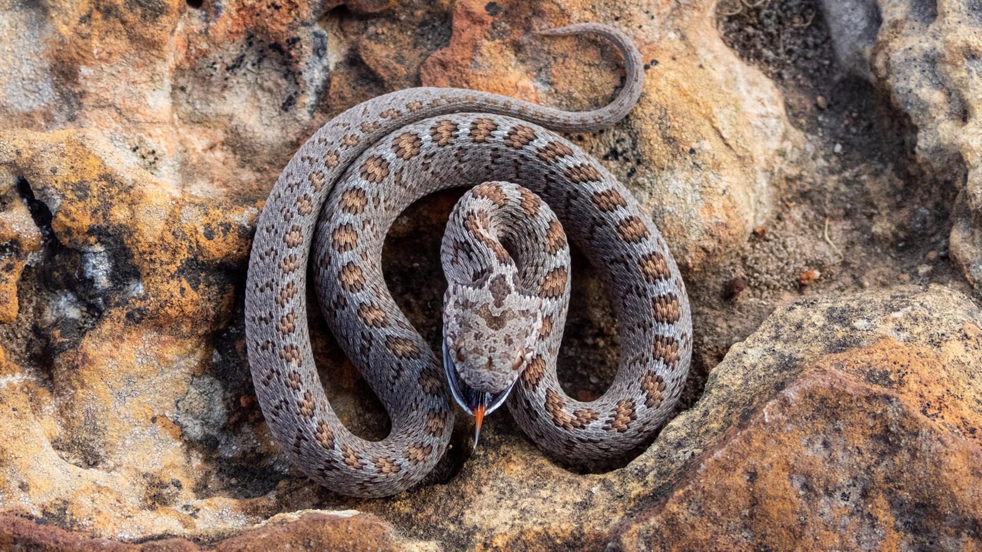 Die Gewöhnliche Afrikanische Eierschlange ist nachtaktiv. Obwohl sie sichhauptsächlich auf dem Boden aufhält, ist sie ein guter Kletterer und dafür bekannt, dass sie Felsen erklimmt und auf Bäume klettert, um Vogelnester zu plündern.