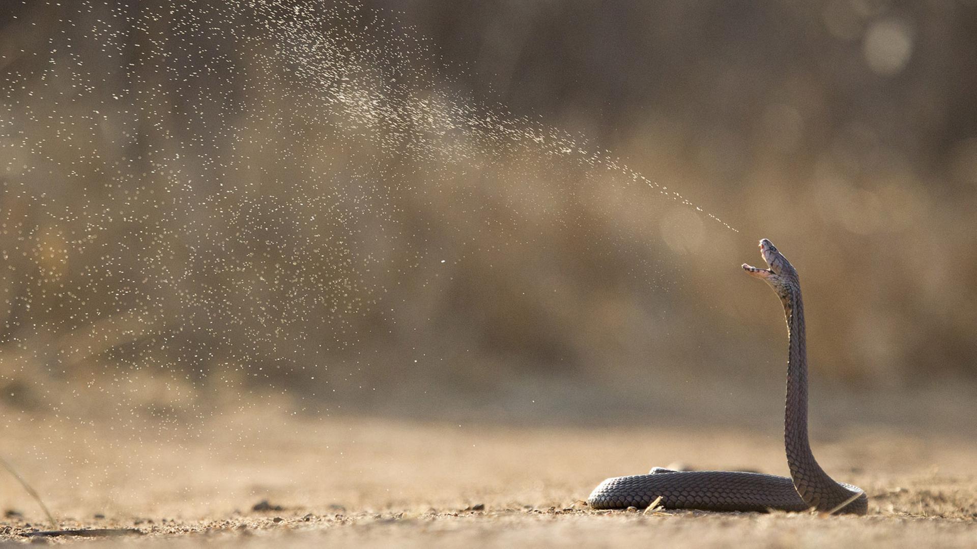 Die Mosambik-Speikobra gilt als eine der gefährlichsten afrikanischen Schlangen. Sie kann sich bis zu zwei Drittel ihrer Körperlänge aufrichten und ihr Gift in Richtung des vermeintlichen Feindes spritzen.