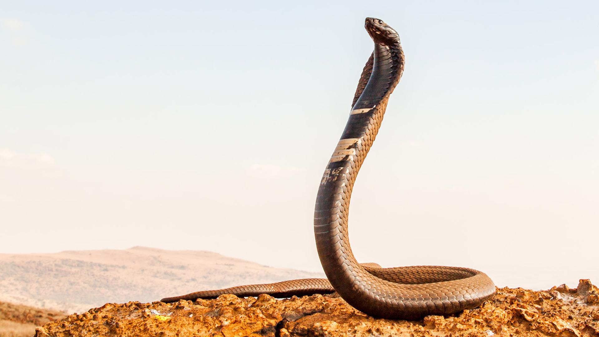 Bisse von Ringhalskobras sind selten, auf Grund der starken neurotoxischen Wirkungdes Gifts aber auch für Menschen lebensgefährlich.