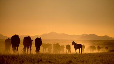Wüstenpferde