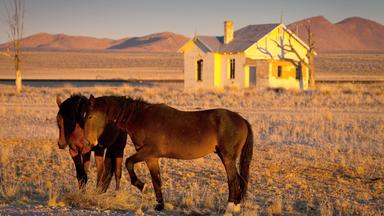 Wüstenpferde in Ghost Town