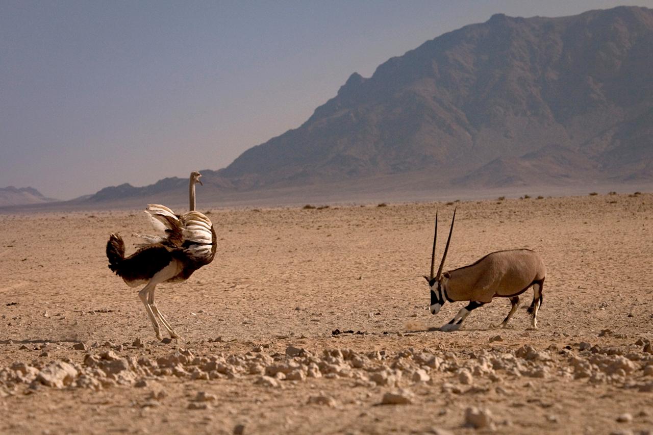 Strauß und Oryx Antilope