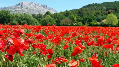 Ein Mohnblumenfeld am Fuße der Berge.