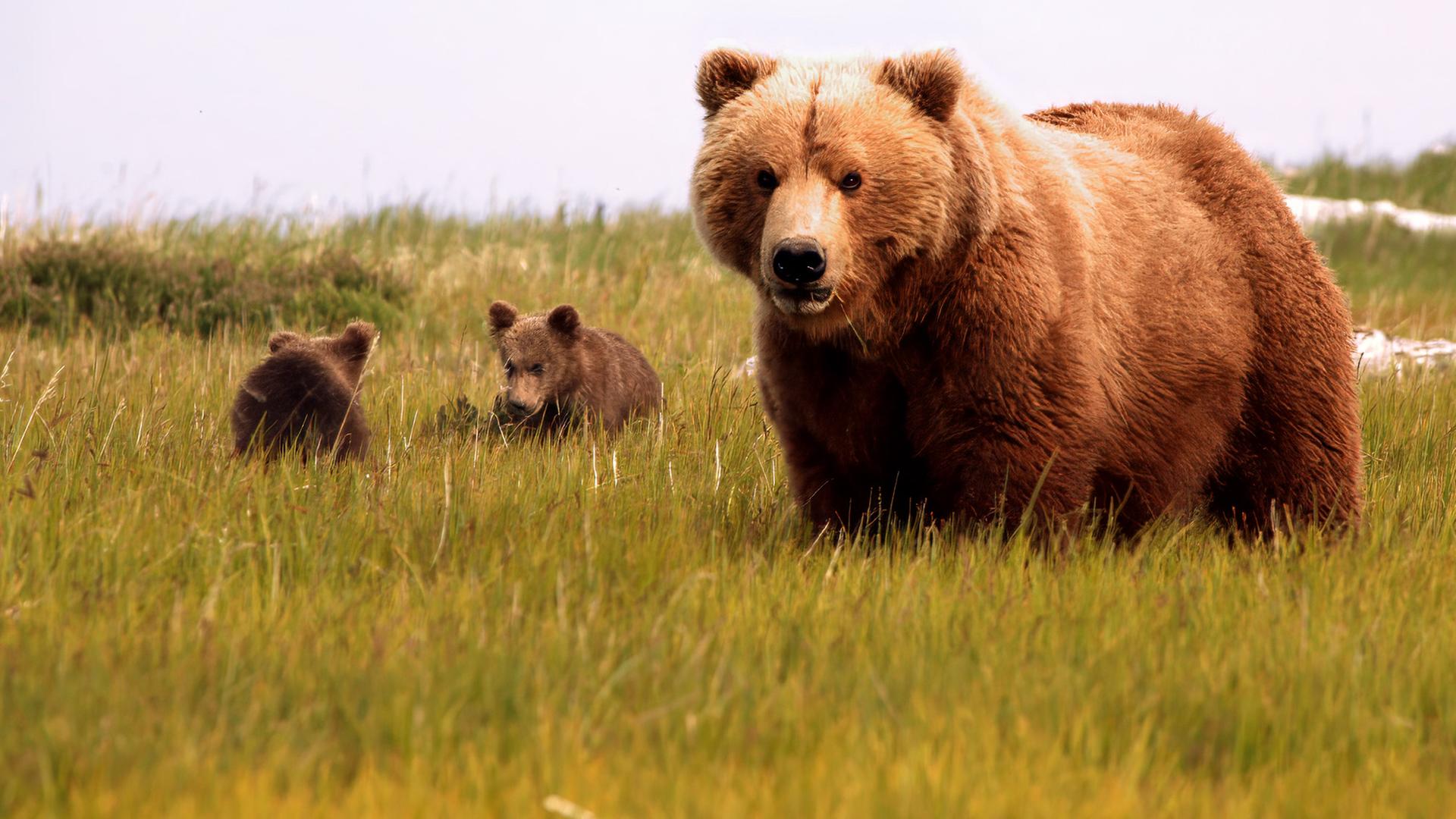 Eine Bärenmutter mit ihren Jungen auf einer Wiese