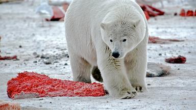 Ein Eisbär geht zwischen blutigen Walfisch-Fleischstücken umher.