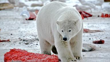 Ein Eisbär geht zwischen blutigen Walfisch-Fleischstücken umher.