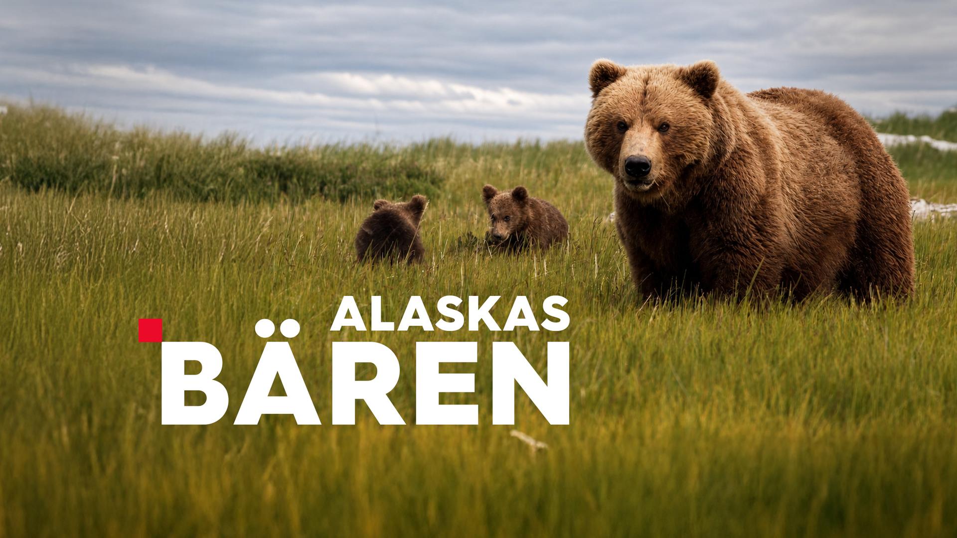 Alaskas Baeren Sendetypical
