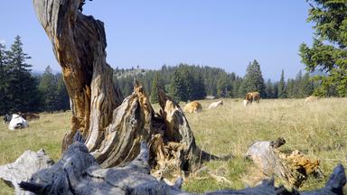 Ein abgestorbener Baumstamm in einer Almwiese, umgeben von grasenden Kühen, mit dichten Wäldern und einer klaren Berglandschaft im Hintergrund. 