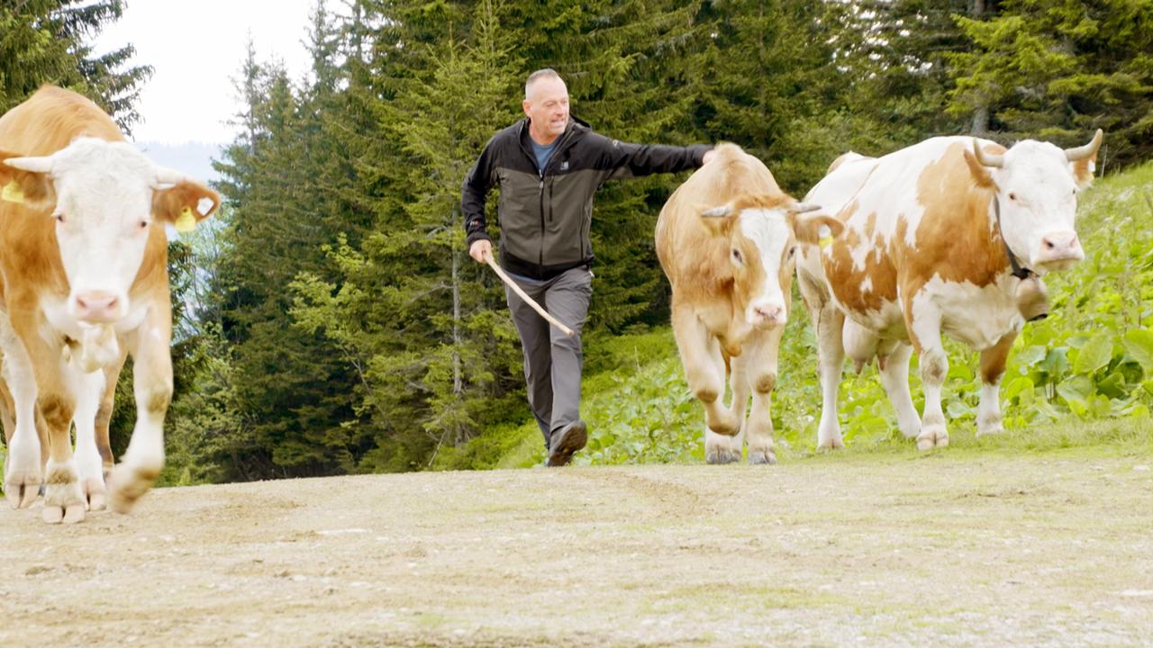 Ein Mann führt mehrere Kühe auf einem Weg in einer bergigen Landschaft.