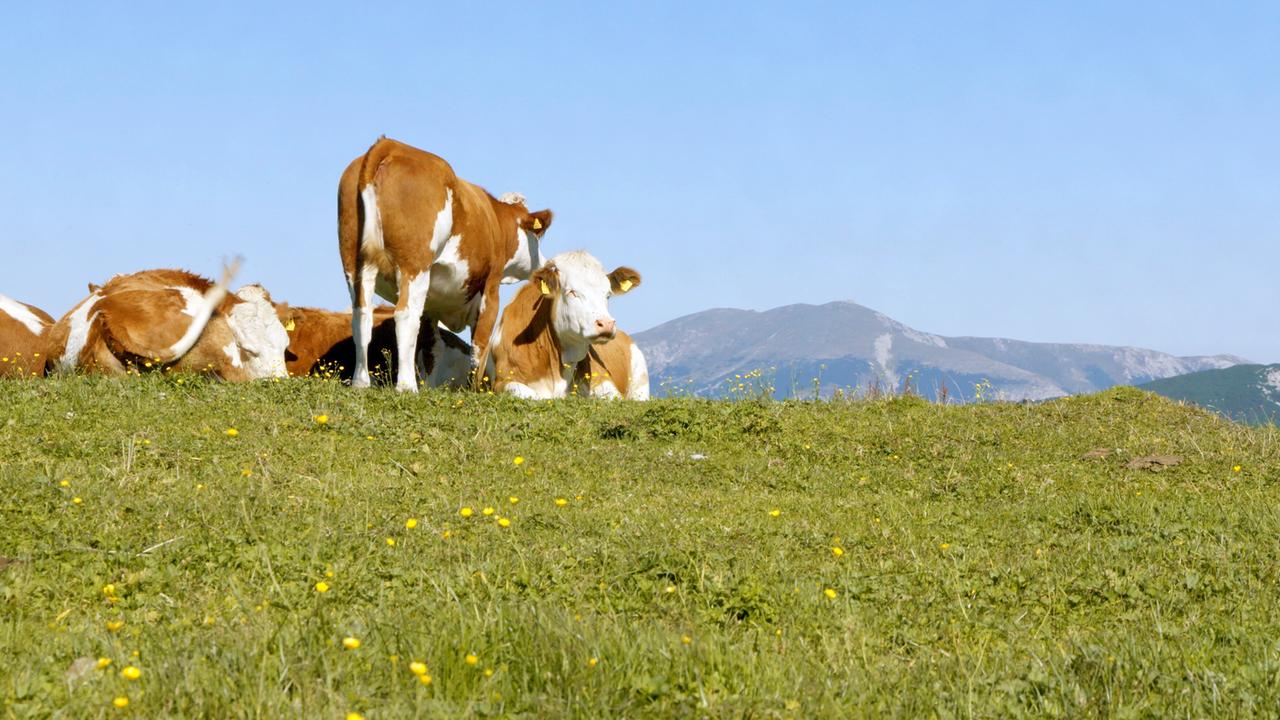 Kühe liegen und stehen auf einer grünen Wiese mit Bergen im Hintergrund.