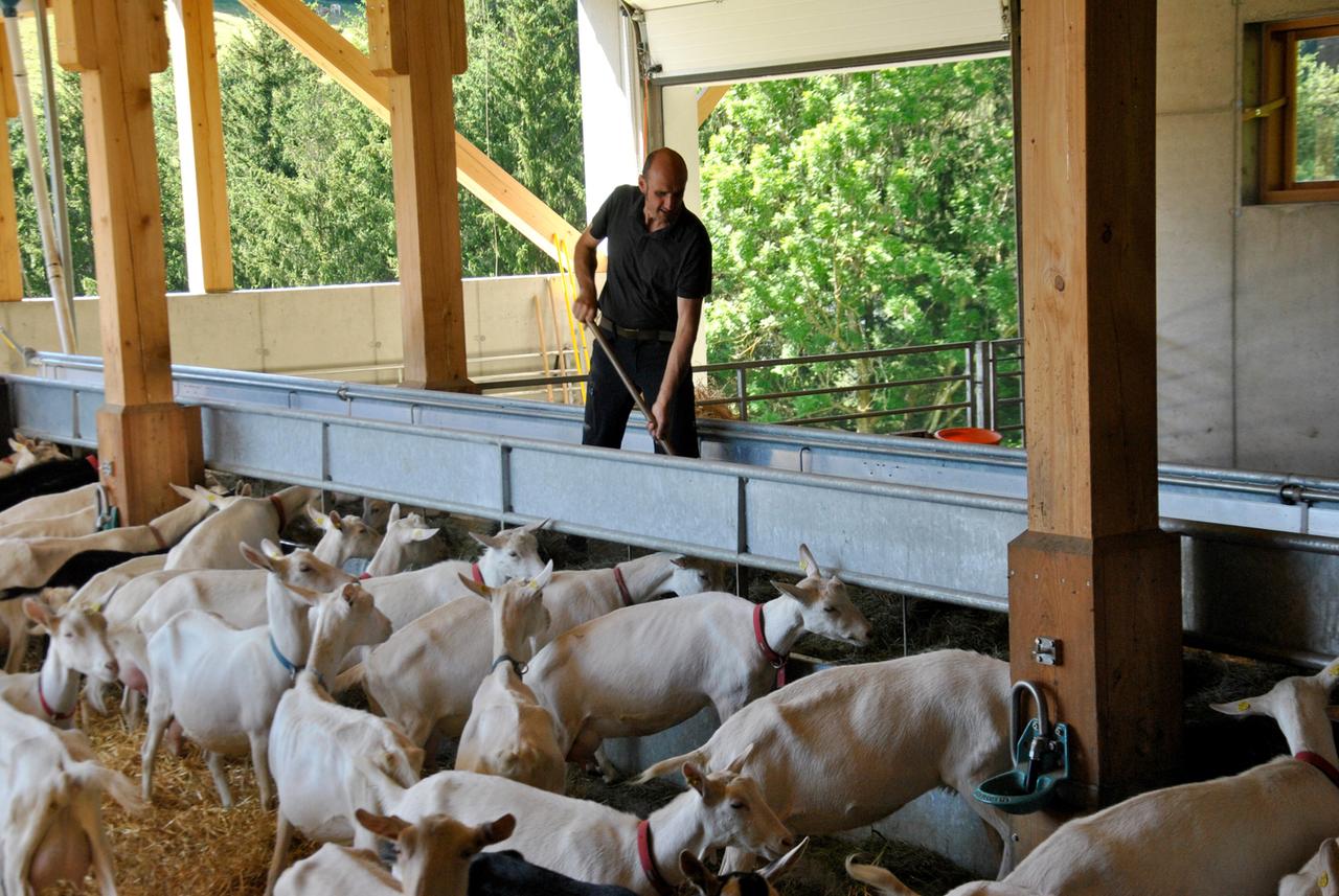 Ein Bergbauer füttert in einem modernen offenen Stall eine große Herde weißer Ziegen. Sonnenlicht fällt durch die Holzbalken auf das Geschehen.