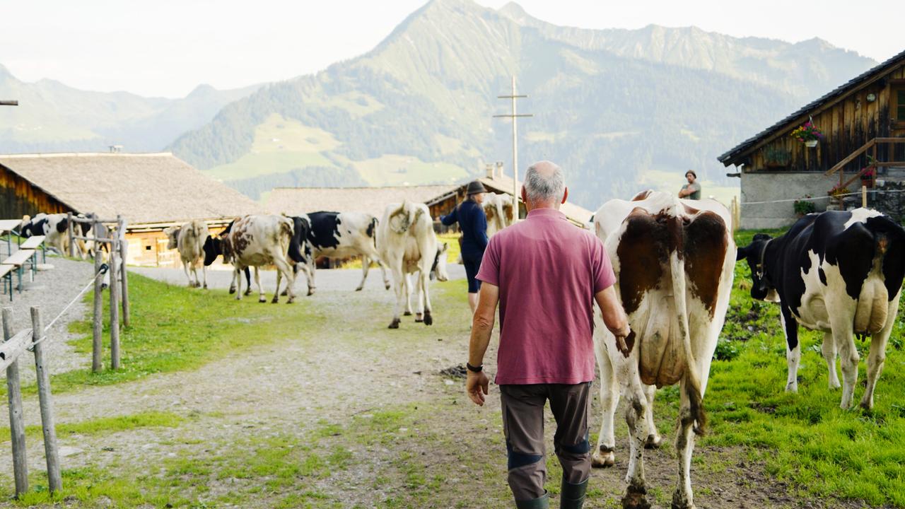 Das Bild zeigt eine ländliche Szene in den Alpen, wahrscheinlich in Vorarlberg. Im Vordergrund geht ein Mann in einem pinkfarbenen T-Shirt mit grauen Hosen und Gummistiefeln, der eine Gruppe von Kühen führt. Die Kühe haben eine schwarz-weiße Färbung und bewegen sich gemächlich in Richtung der Stallungen. Im Hintergrund sind mehrere traditionelle, holzern angelegte Gebäude zu sehen, deren Dächer mit Schindeln gedeckt sind.   Die Landschaft umfasst sanfte Hügel und markante Berggipfel, die im Hintergrund sichtbar sind und durch viel Grün geprägt werden. Die Szene vermittelt eine ruhige ländliche Atmosphäre, die das Leben auf der Alm widerspiegelt, mit Blick auf die Natur und das ländliche Leben. Im Bild sind außerdem eine weitere Person auf der linken Seite und eine dritte im Hintergrund zu sehen, die sich in der Nähe eines der Gebäude aufhält.