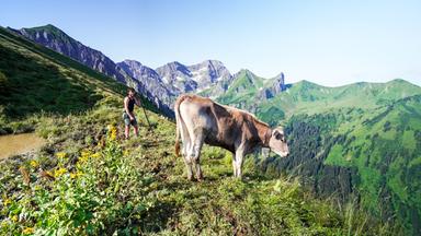 Das Bild zeigt eine alpine Landschaft in Vorarlberg. Im Vordergrund steht eine braune Kuh, die auf einer grünen Wiese grast. Neben der Kuh steht ein junger Mann, der einen Stock in der Hand hält. Er trägt ein ärmelloses Oberteil und Shorts. Im Hintergrund erstrecken sich hohe, bewaldete Berge unter einem klaren blauen Himmel. Die Landschaft ist üppig und zeigt eine Mischung aus Wiese und felsigen Bergen. Die Szenerie vermittelt ein Gefühl von Ruhe und Naturverbundenheit.