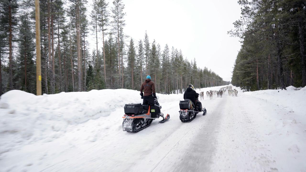 Das Bild zeigt eine schneebedeckte Straße in einer arktischen Umgebung, umgeben von hohen, schmalen Pinienbäumen, die im Hintergrund zu sehen sind. Auf der Straße fahren zwei Personen auf Schneemobilen. Die Person auf dem linken Schneemobil trägt eine braune Jacke und eine blaue Mütze, während die Person auf dem rechten Schneemobil dunkel gekleidet ist. Hinter ihnen bewegt sich eine Gruppe von Rentieren, die auf der Straße verläuft. Der Himmel ist grau und es scheint, als wäre es bewölkt und kalt. Der Schnee liegt dick auf den Seiten der Straße und es gibt Stellen, wo er zu Bänken aufgetürmt ist. Die Szene vermittelt eine ruhige, natürliche Atmosphäre in einer ländlichen und traditionellen Umgebung.