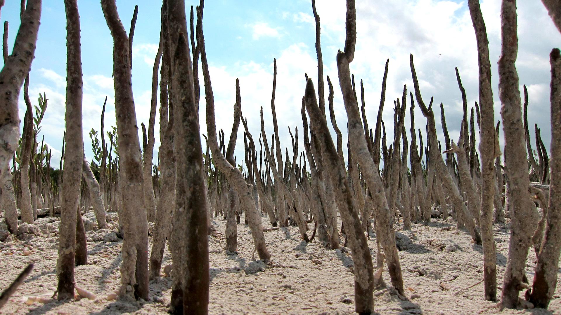 Mangrovenwurzeln ragen aus dem Sand