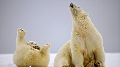 Zwei Eisbären im Schnee