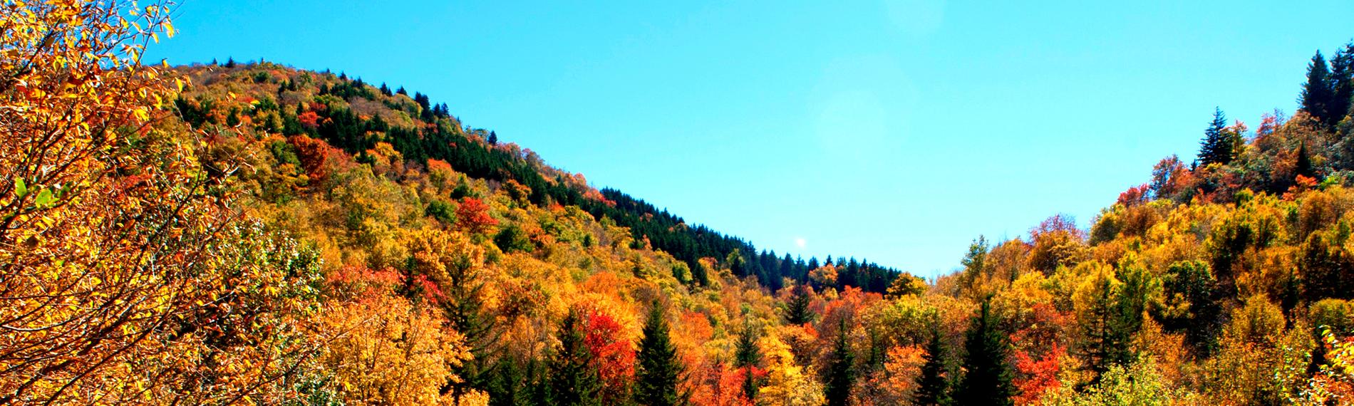 Blick auf herbstlichen Blätterwald