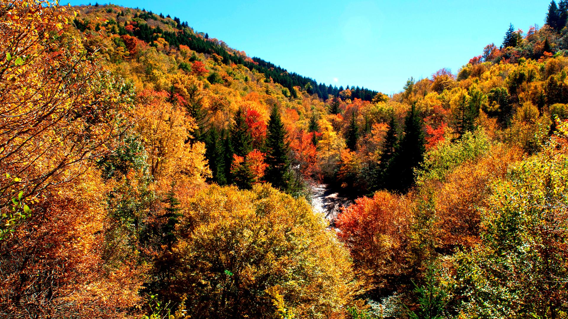 Blick auf herbstlichen Blätterwald