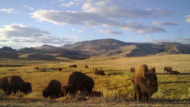 Bisons fressen Gras im Tal, im Hintergrund Hügel und Berge 
