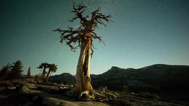 Ein Bild wie aus einem Tim Burton Film: Eine Kiefer im Yosemite Nationalpark bei Nacht.