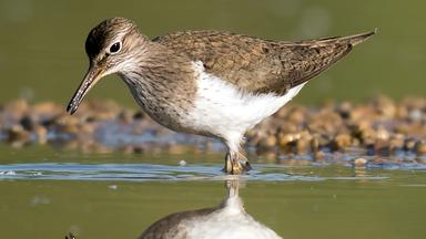Ein Vogel im Wasser.
