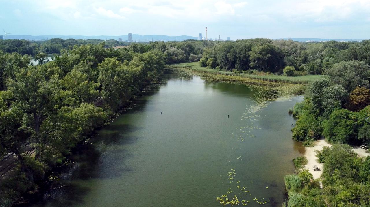 Drohnenbild, Donau-Au in der Lobau. 