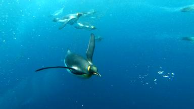 Königspinguine in der Subantarktis. Unter Wasser können sie fliegen.