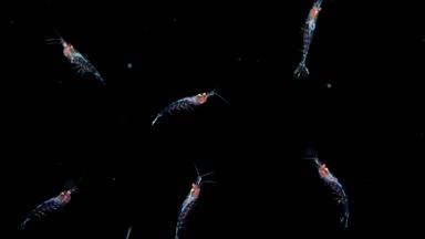 Leuchtender Krill in dunklem Meer