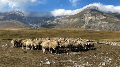 Eine Schafherde auf einer Hochebene.
