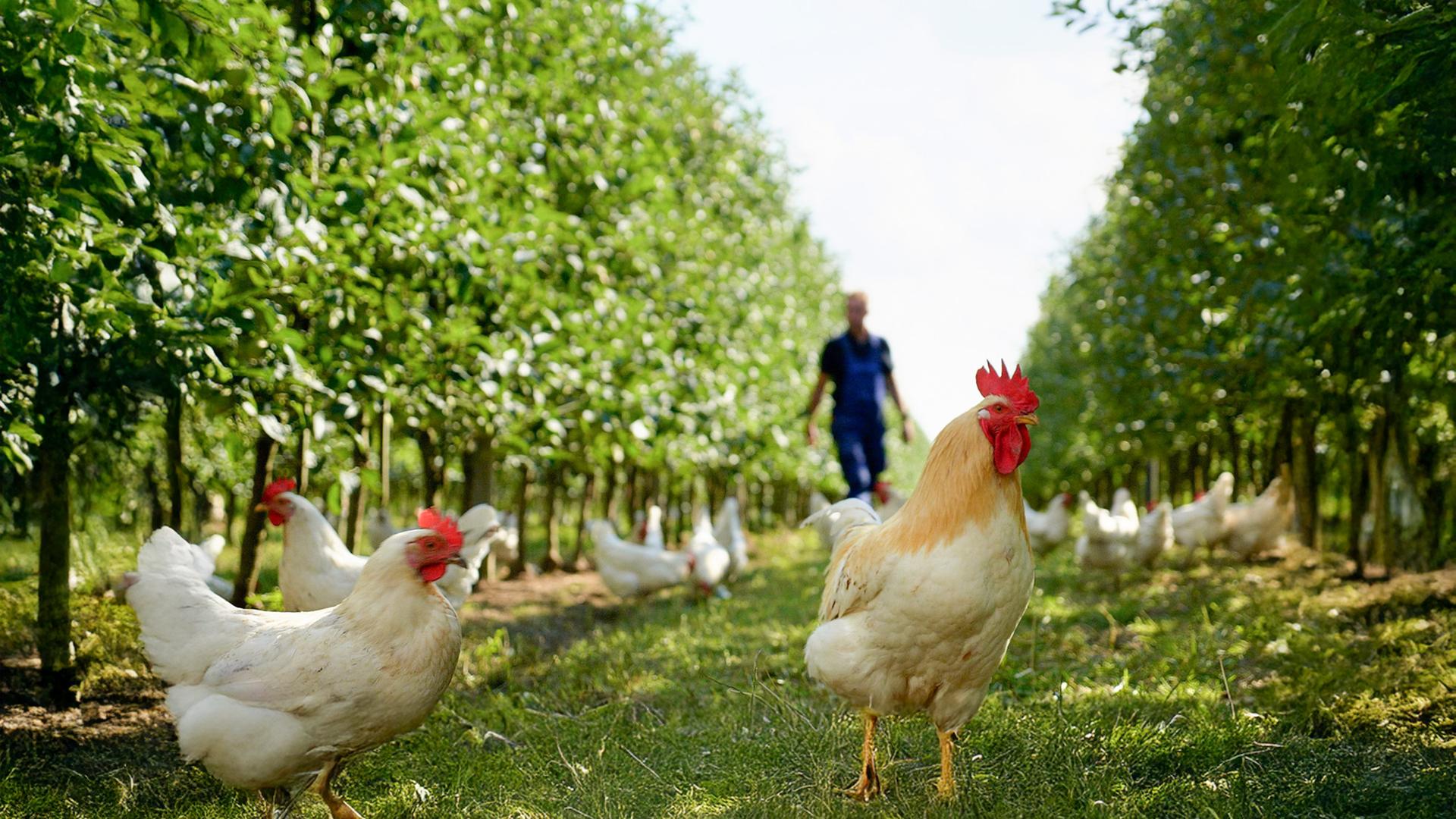 Mehrere Hühner laufen in einer ökologischen Apfelanlage zwischen Baumreihen, im Hintergrund ist eine Person unscharf zu sehen