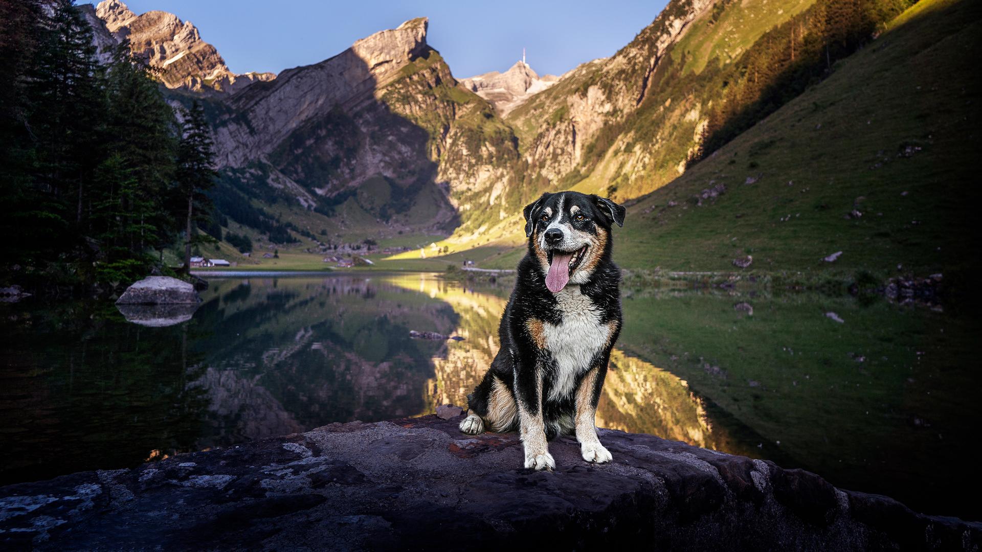 Schweizer Hundegeschichten - Appenzeller