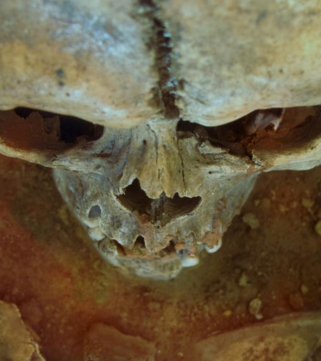 Ansicht von oben eines altertümlichen Schädels auf Erde