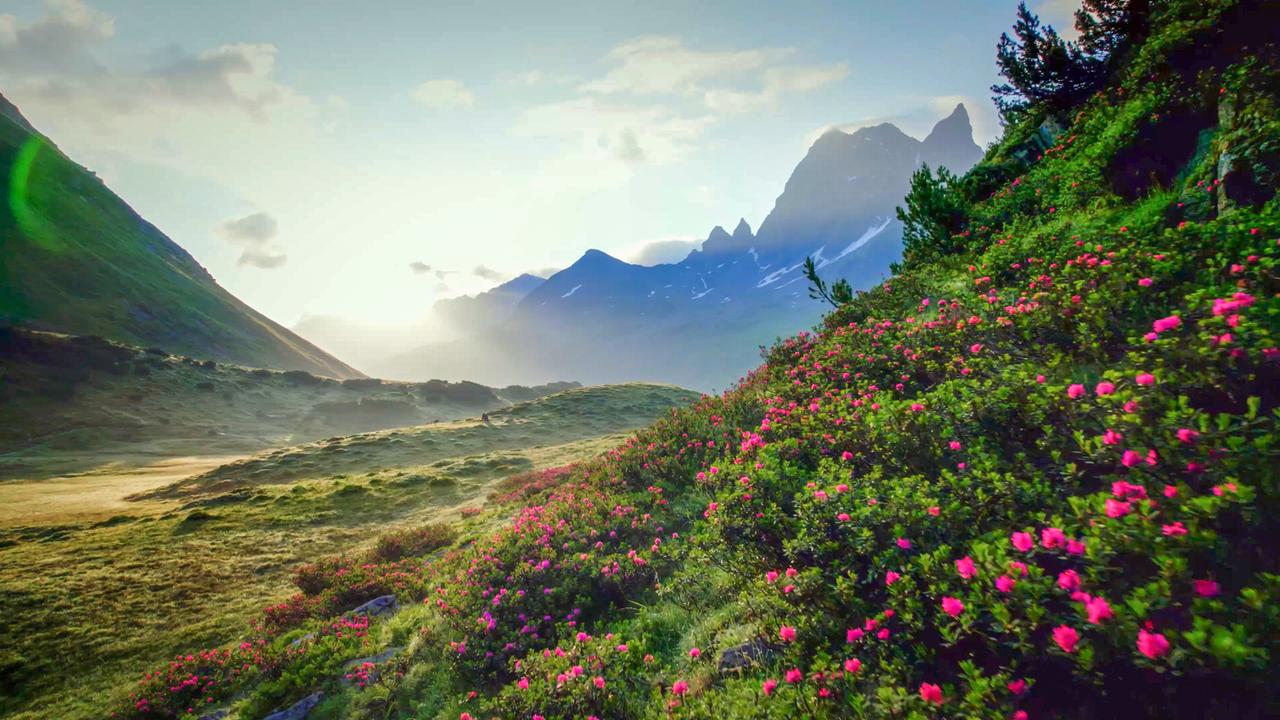 Die Aufnahme zeigt eine alpine Landschaft mit sanften Hügeln, bewachsen mit bunten Blumen, insbesondere rosa Blüten. Im Hintergrund erheben sich majestätische Berge unter einem leicht bewölkten Himmel.