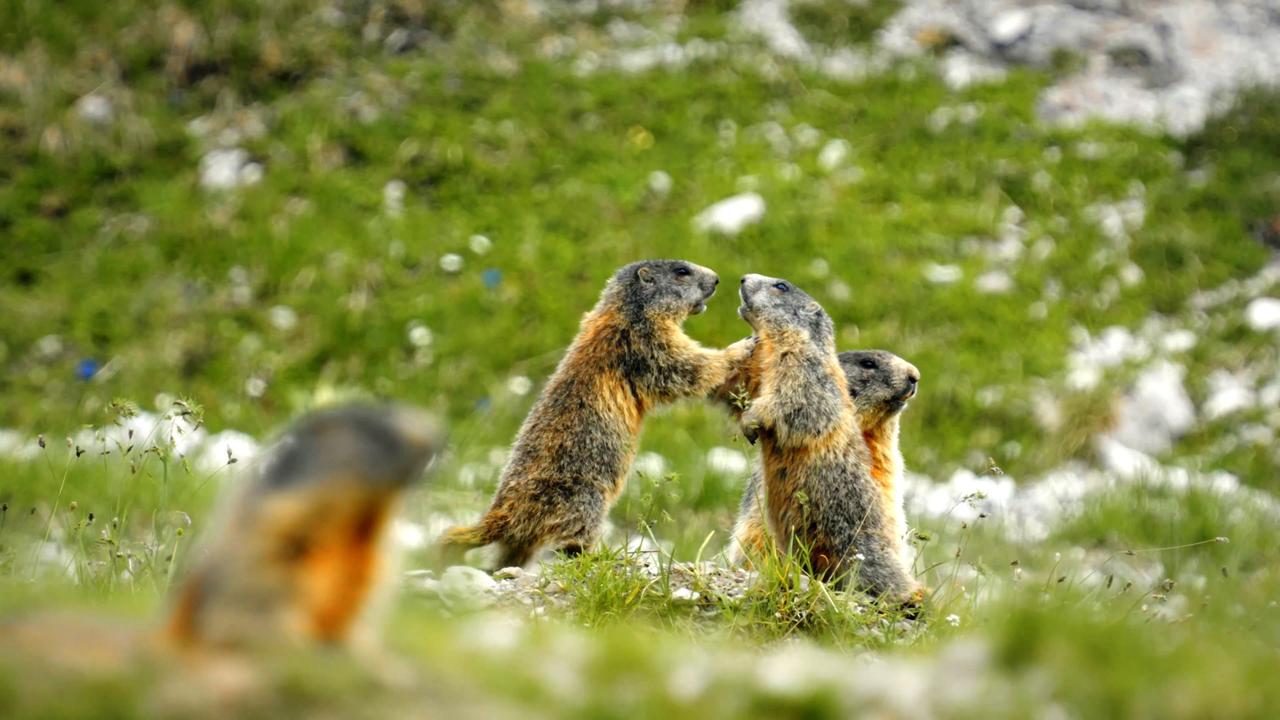 Das Bild zeigt mehrere Murmeltiere auf einer grünen Wiese. Zwei von ihnen stehen aufrecht und scheinen miteinander zu interagieren. Die Umgebung ist von Gras und kleinen Blumen geprägt.