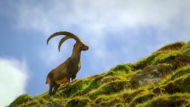 Ein Steinbock steht auf einer grünen, bewachsenen Anhöhe. Im Hintergrund sind blaue Himmel und einige Wolken zu sehen. Die Landschaft wirkt bergig und naturbelassen.