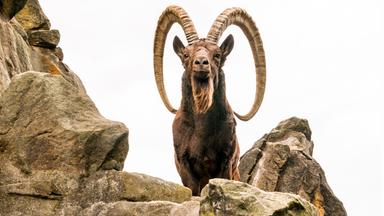 Ein Steinbock steht auf einer grünen, bewachsenen Anhöhe. Im Hintergrund sind blaue Himmel und einige Wolken zu sehen. Die Landschaft wirkt bergig und naturbelassen.