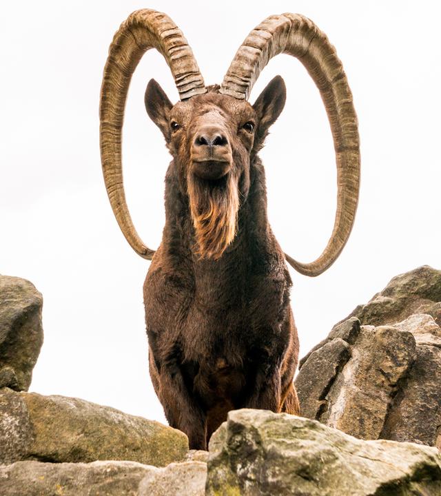 Ein Steinbock steht auf einer grünen, bewachsenen Anhöhe. Im Hintergrund sind blaue Himmel und einige Wolken zu sehen. Die Landschaft wirkt bergig und naturbelassen.