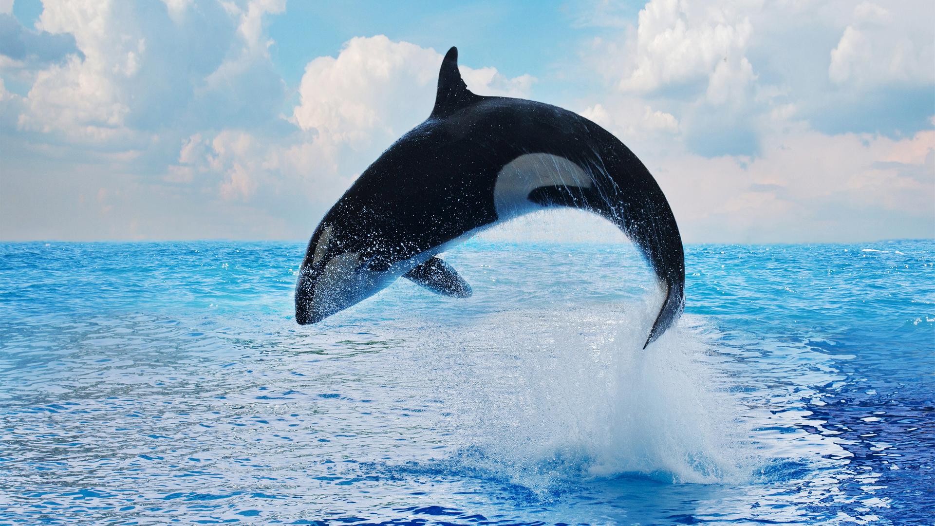 Orca springt aus dem Wasser
