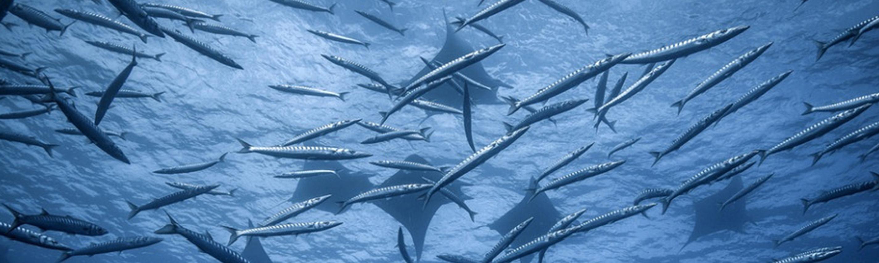 Atlantik – Ozean der Extreme Sendebereich Hintergrund