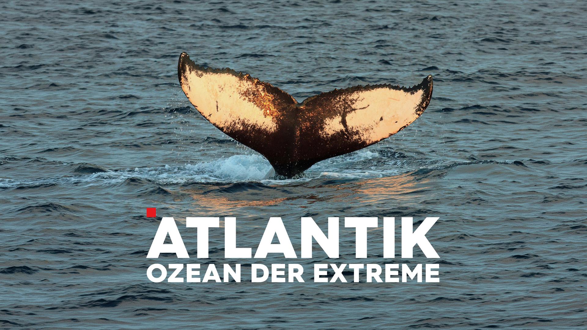 Atlantik – Ozean der Extreme Sendetypical