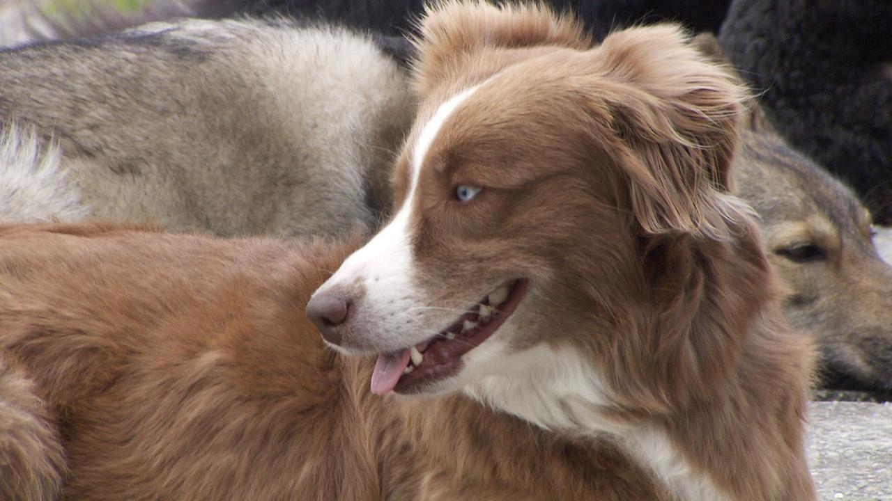 Das Bild zeigt einen Hund, der eine braune Fellfarbe mit weißen Abzeichen hat. Der Hund hat eine freundliche Mimik, mit leicht geöffnetem Maul, was einen entspannten Eindruck vermittelt. Die Augen des Hundes sind auffällig blau. Im Hintergrund sind verschwommen weitere Hunde zu erkennen, die ebenfalls liegen. Die Umgebung scheint natürlich zu sein, möglicherweise eine Landschaft oder ein Freigelände, das nicht genau zu erkennen ist. Das Bild vermittelt eine Atmosphäre der Ruhe und des Zusammenlebens von Hunden.