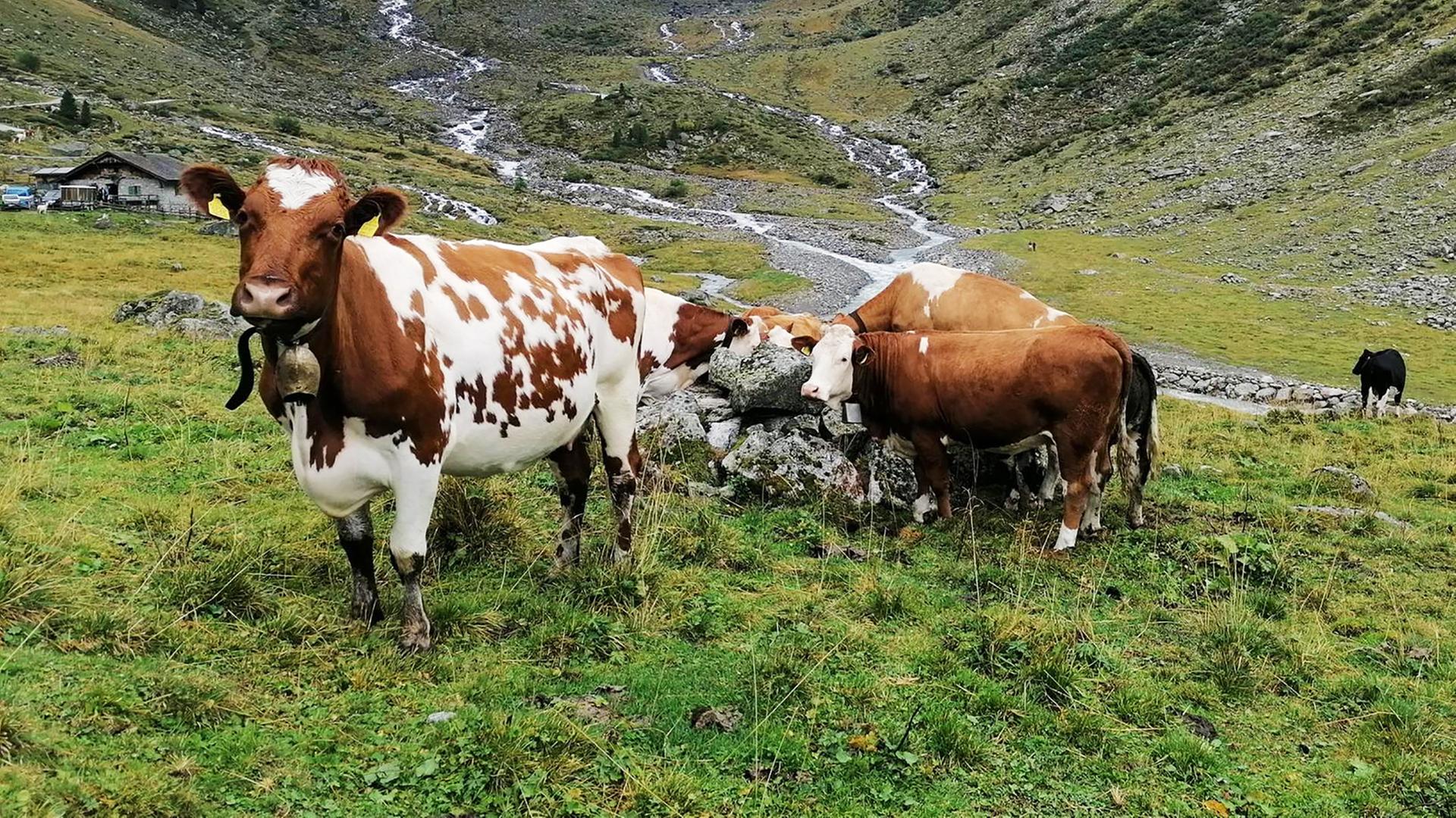 Kühe auf einer Bergweide.