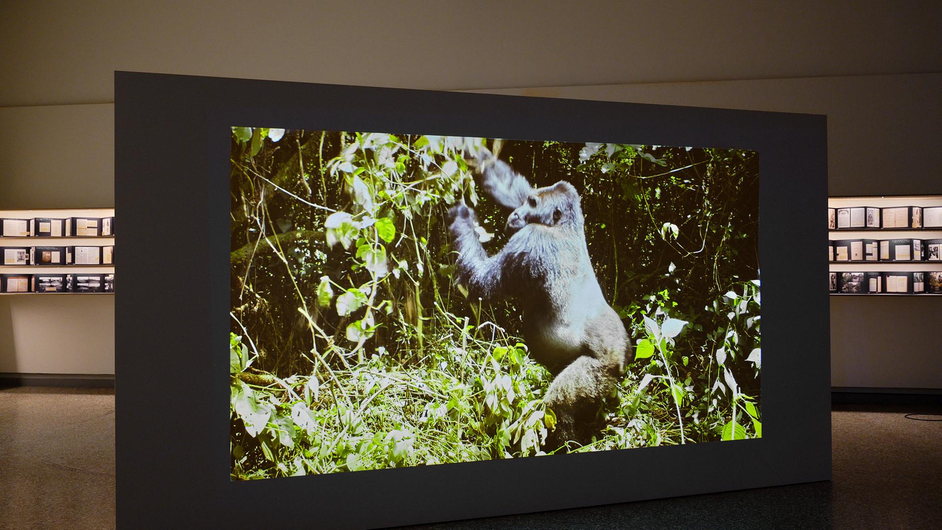 In einem Ausstellungsraum sieht man die großformatige Fotografie eines Gorillas.