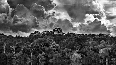 Ein Schwarzweißfoto von den Baumkronen und dem Himmel im Amazonas.