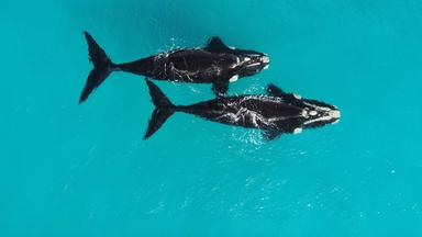 Zwei schwarz-weisse Wale schwimmen nebeneinander in türkisblauem Wasser.
