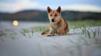 Ein Dingo bei Dämmerung im Sand liegend