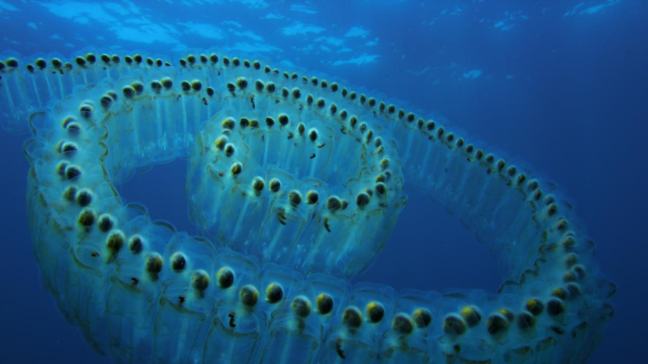  Eine Salpen-Kolonie an der Wasseroberfläche. Diese Manteltiere sind Teil der vertikalen Migration in den Ozeanen und können weit in die Tiefsee abtauchen.