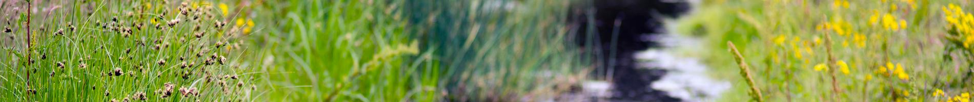 Kleiner Bach auf einer wilden Wiese