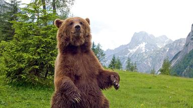 Ein sich aufbäumender Bär.