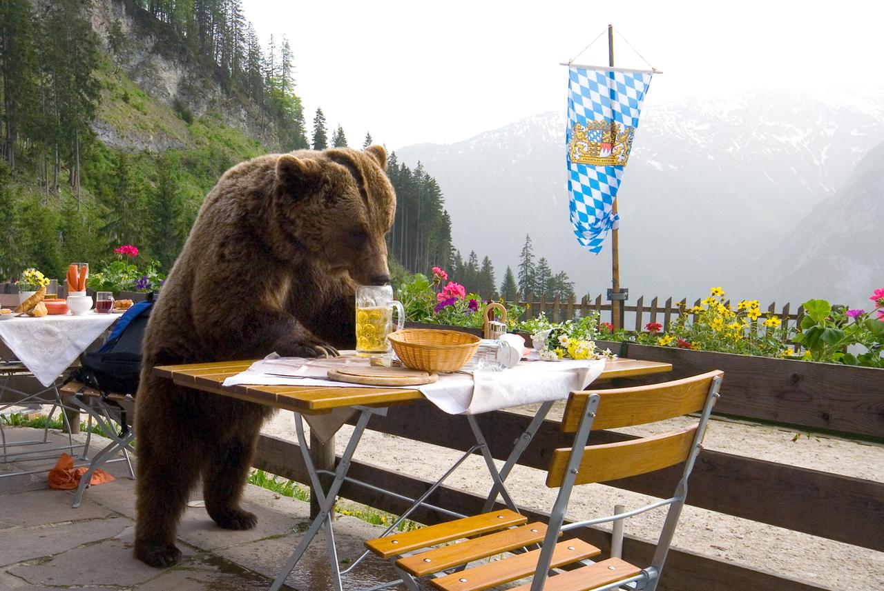 Tirol und Bayern sind in Aufruhr. Braunbär Bruno geht um